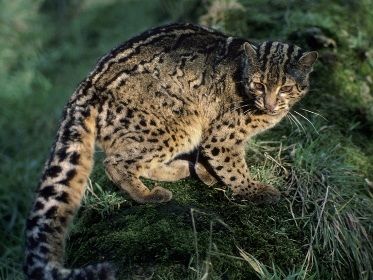 pix of cats in borneo