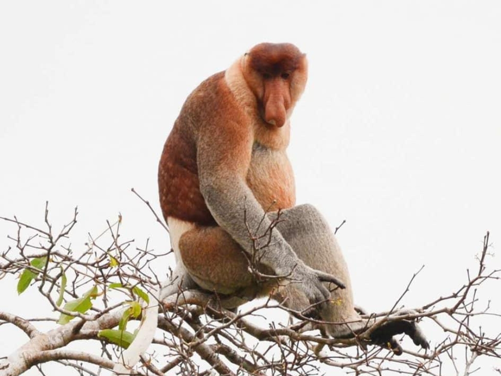 airforce 1s changing color